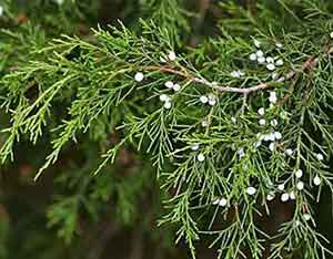 Cedar leaves