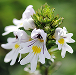 Eye bright herb