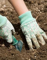 Gardening in soil with gloves