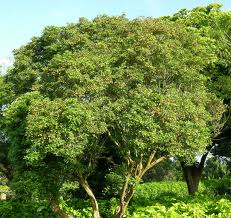Guaiacwood tree