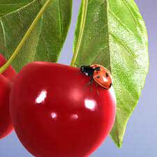 Ladybird on a cherry