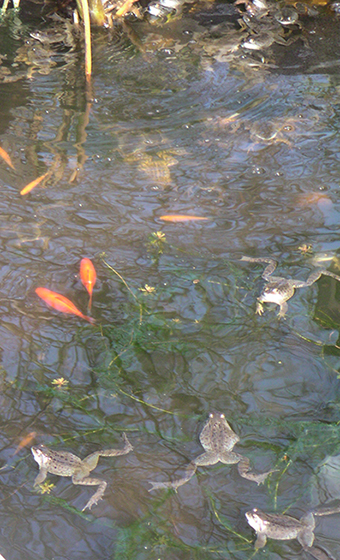Wildlife pond