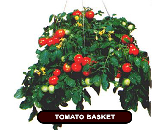 Hanging tomato basket